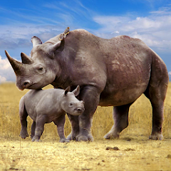 The Rhinoceros MOD APK