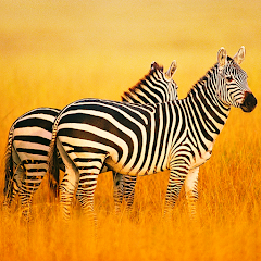 The Zebra MOD APK