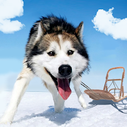 Alaskan Malamute Simulator MOD APK