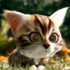 Kitty Quest MOD APK