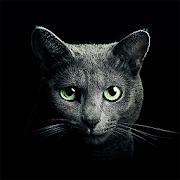 Find a Cat MOD APK