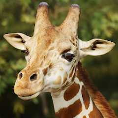 The Giraffe MOD APK