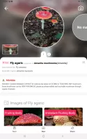 Picture Mushroom - Mushroom ID MOD APK