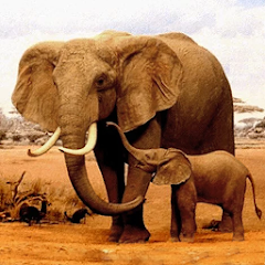 The Elephant MOD APK