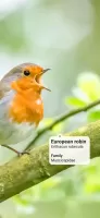 Picture Bird - Bird Identifier MOD APK