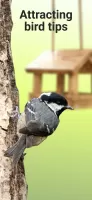 Picture Bird - Bird Identifier MOD APK