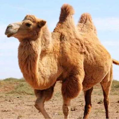 The Camel MOD APK